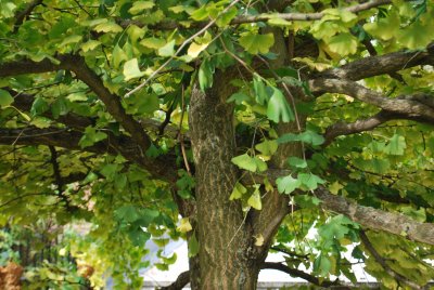 Ginkgo biloba 'Pragensis'- jinan dvoulaločný 'Pragensis'- borka